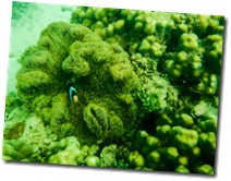 Nemo