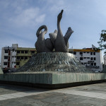 到处都是天鹅，Swan is everywhere in Sibu