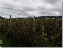 好多红红的苹果～ Many Big Red Apples