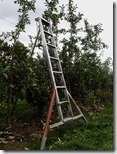 这就是我们要爬和抬来抬去的梯子～ The ladder for us to climb and carry around~