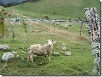 迷路的羊，A lost sheep