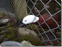 Te Anau Wildlife Center